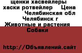 щенки хасвейлеры (хаски ротвейлер) › Цена ­ 1 000 - Челябинская обл., Челябинск г. Животные и растения » Собаки   